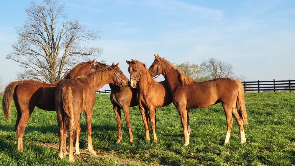 Merry Ridge Farm - equestrian in Waddy, KY