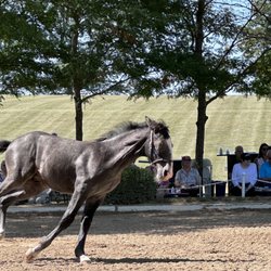 Tempel Lipizzans