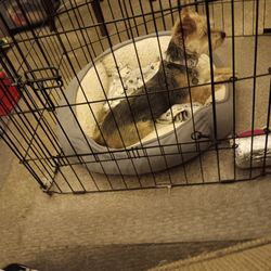 Way Farm - This is a picture of my pretty dog Baily .i n her her bed in her cage