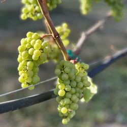 14 Acres Vineyard & Winery - Vineyard