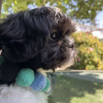 MFD Grooming & Wellness - Pet Groomers Near Me MFD Grooming & Wellness - Pet Groomers Near Me