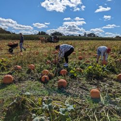 Farm & Garden Station - Pick Your Own pumpkin patch is open every Saturday & Sunday in October