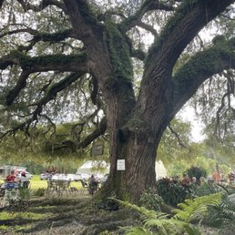 This beautiful tree is what you eat this amazing food! This beautiful tree is what you eat this amazing food!