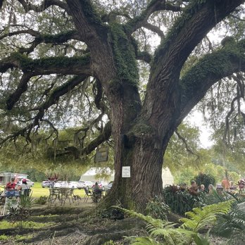 Bountiful Farms Bistro - This beautiful tree is what you eat this amazing food! - Farmers Market Near Me - Okahumpka, Florida Bountiful Farms Bistro - This beautiful tree is what you eat this amazing food! - Farmers Market Near Me - Okahumpka, Florida