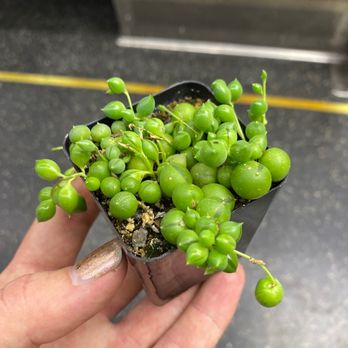 Primrose Chicago - A healthy replacement string of pearls! - Florists Near Me - Chicago, Illinois