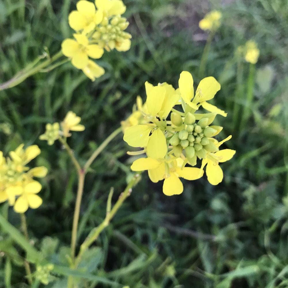 Lime Ridge Open Space - The flowers are in bloom :) - Parks Near Me - Walnut Creek, California
