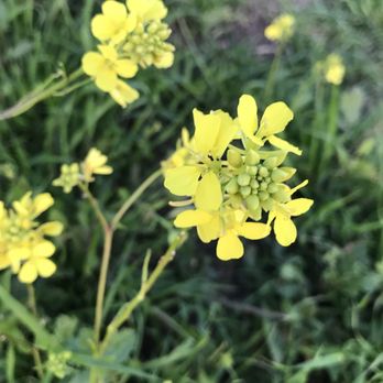 Lime Ridge Open Space - The flowers are in bloom :) - Parks Near Me - Walnut Creek, California