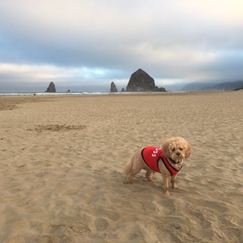 The Ocean Lodge - Haystack Rock in the background - Hotels Near Me - Cannon Beach, Oregon The Ocean Lodge - Haystack Rock in the background - Hotels Near Me - Cannon Beach, Oregon