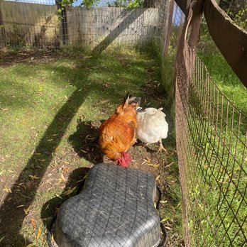 Catskill Animal Sanctuary - Chicken and rooster - Animal Shelters Near Me - Saugerties, New York Catskill Animal Sanctuary - Chicken and rooster - Animal Shelters Near Me - Saugerties, New York