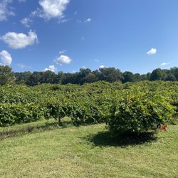 Sugar Hill Berry Farm