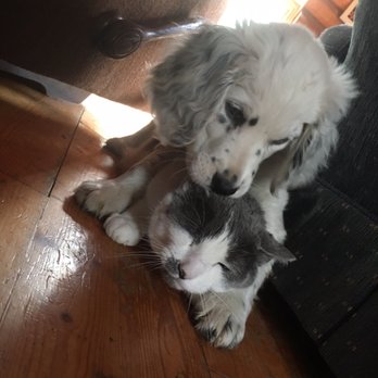 Rendez-Vous Café - This isn't a picture of Rendez Vous Café, these are my pets and I love them. - Cafes Near Me - Cowansville, Quebec Rendez-Vous Café - This isn't a picture of Rendez Vous Café, these are my pets and I love them. - Cafes Near Me - Cowansville, Quebec