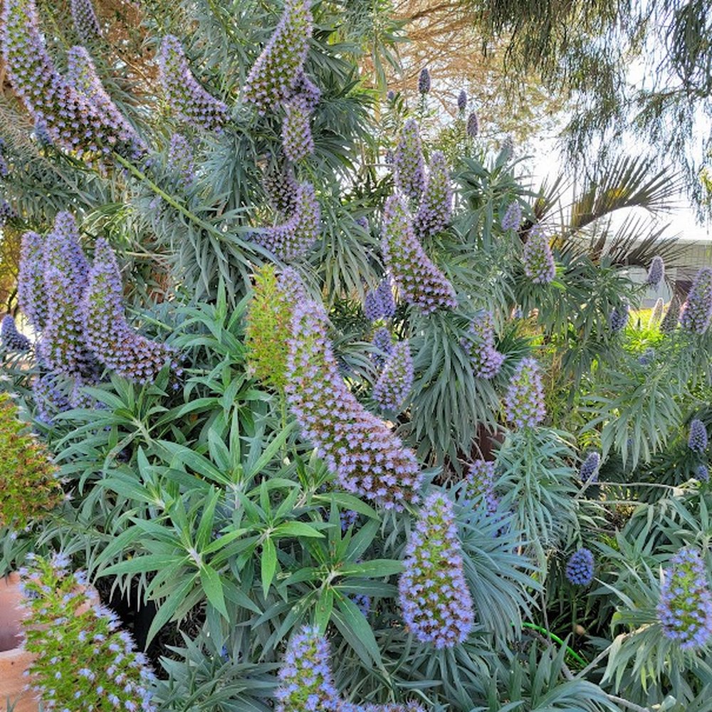 Seaside Gardens - Exotic Pride of Madera. - Nurseries & Gardening Near Me - Carpinteria, California
