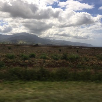 Hawaii Turtle Tours - Pineapples - Tours Near Me - Honolulu, Hawaii Hawaii Turtle Tours - Pineapples - Tours Near Me - Honolulu, Hawaii