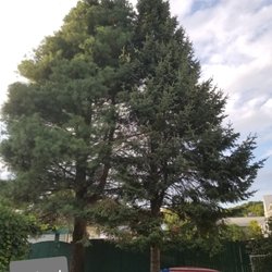 Lakeview Tree Services - After