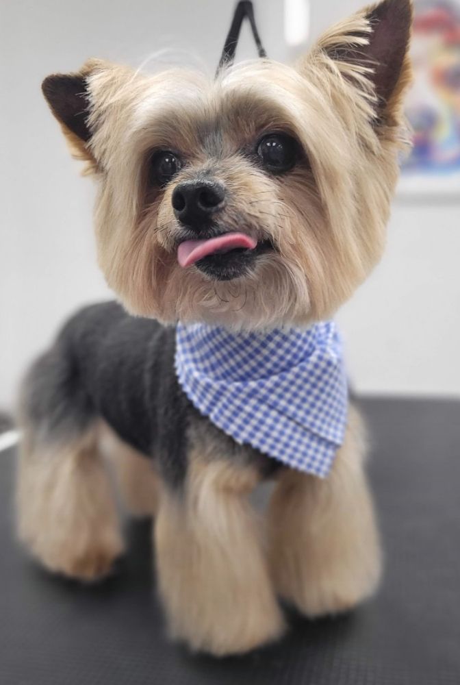 ALL PAWS PET SPA Updated September 2024 12 Photos 3170 SE