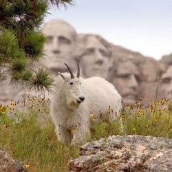 Travel Custer