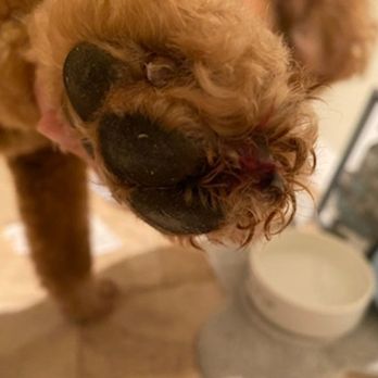 Bone Sweet Bone - Pet Groomers Near Me - Studio City, California