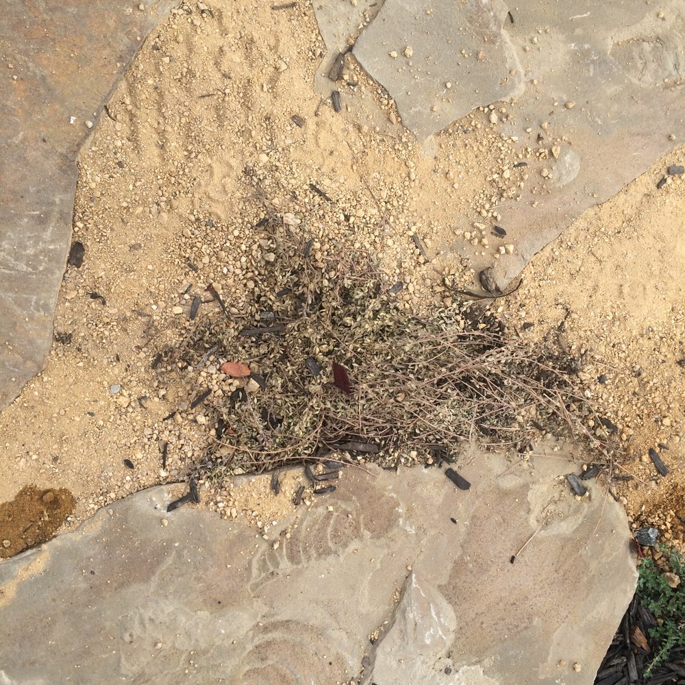 GardenGirls - Dead creeping thyme, two weeks after being planted by Garden Girls. There was no irrigation to this plant. - Landscaping Near Me GardenGirls - Dead creeping thyme, two weeks after being planted by Garden Girls. There was no irrigation to this plant. - Landscaping Near Me