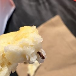 Bug baked into biscuit!!