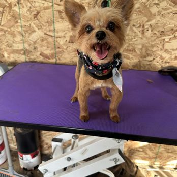 Tails End Grooming - Pet Groomers Near Me - Oregon City, Oregon Tails End Grooming - Pet Groomers Near Me - Oregon City, Oregon