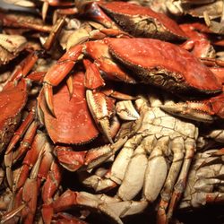 FreshCatch Seafood Market - Dungeness Season is here!