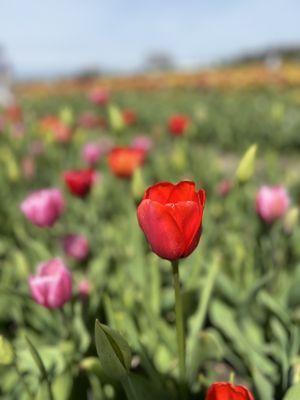 Veldheer Tulip Gardens by null