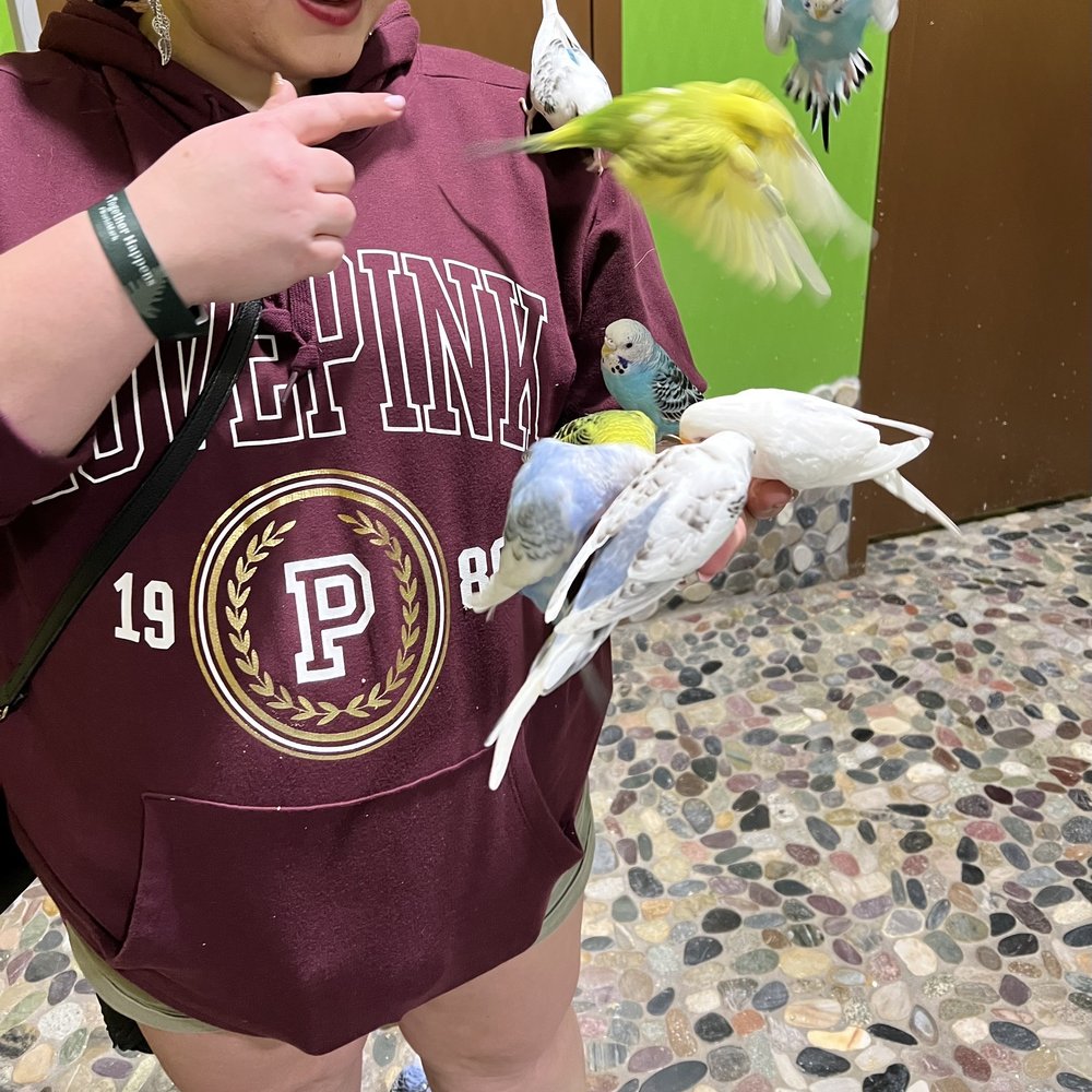 Feed the parakeet budgies ... was a blast! Feed the parakeet budgies ... was a blast!