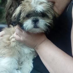 Hanover Veterinary Hospital - Coco Chanel after her vet appointment. Don't let her sad little face convince you of anything different - she's the happiest pup!