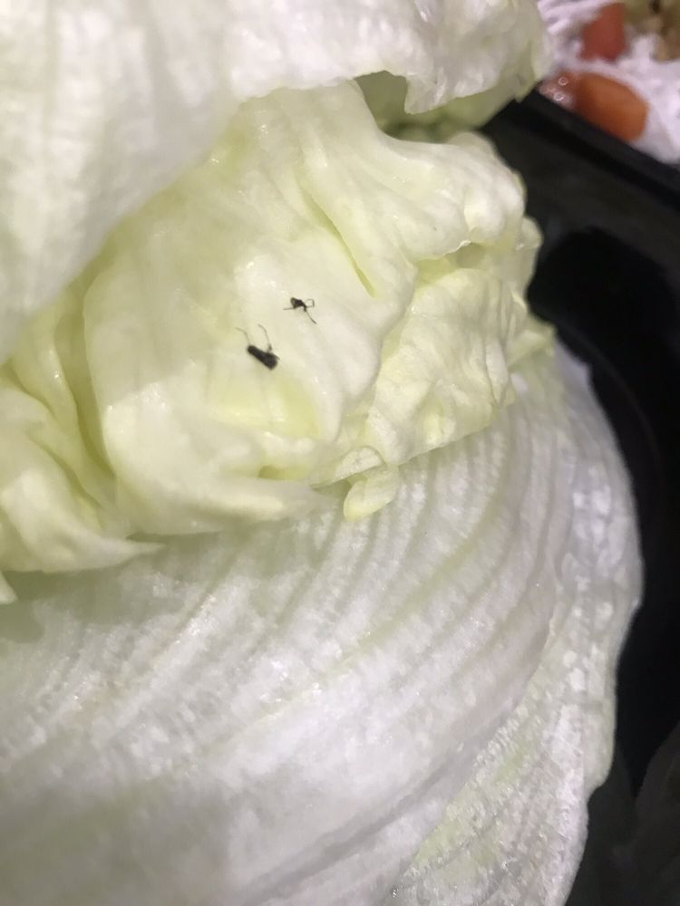 GOLDEN LOR CHINESE RESTAURANT Updated April 2024 1824 Commerce Dr