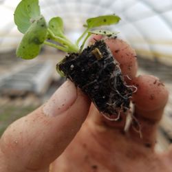 Lambert Growers