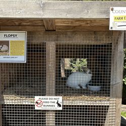 Country Bee Honey Farm - Floppy the bunny