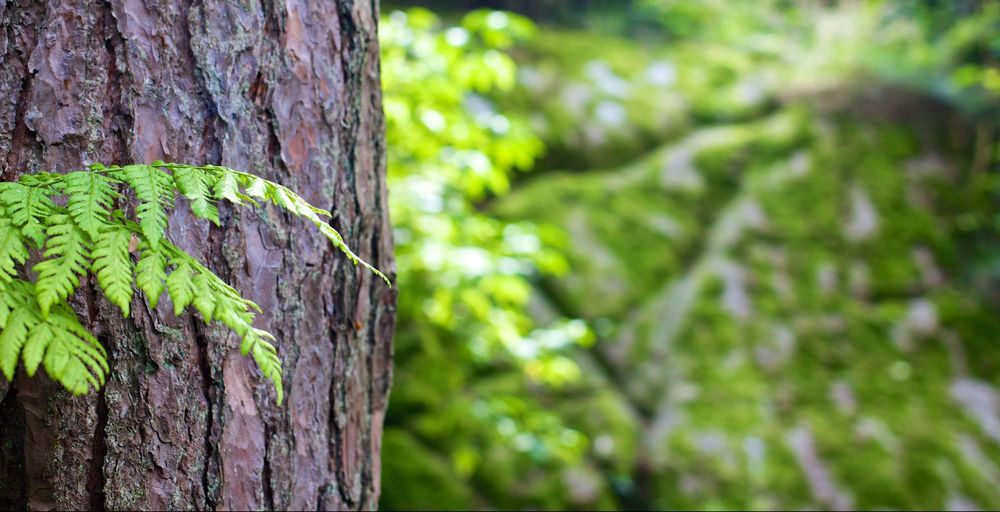 All Your Needs Tree Service - tree service in Marmet, WV