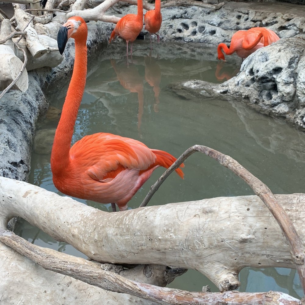 Texas State Aquarium - Flamingos - Aquariums Near Me - Corpus Christi, Texas Texas State Aquarium - Flamingos - Aquariums Near Me - Corpus Christi, Texas