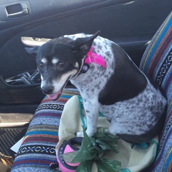Picture Perfect Grooming - Pet Groomers Near Me - Tucson, Arizona Picture Perfect Grooming - Pet Groomers Near Me - Tucson, Arizona