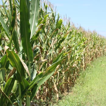 Battleview Orchards - Pick Your Own Farms Near Me - Freehold, New Jersey