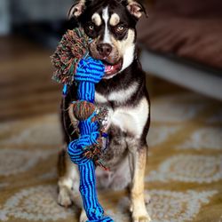 Wags n Whiskers - Just a pup and his rope