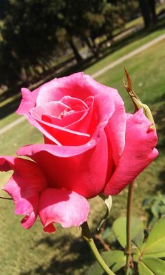 Rose Garden at Victory Park by null