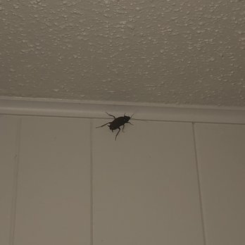 The Qs at Towne Oaks - Big flying roach - Apartments Near Me - Longview, Texas