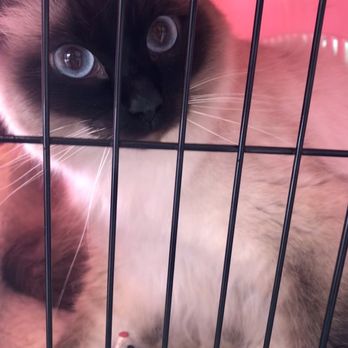 Hazel Ridge Veterinary Clinic - My seal point ragdoll waiting in her cat carrier for her vet. - Veterinarians Near Me - Fair Oaks, California Hazel Ridge Veterinary Clinic - My seal point ragdoll waiting in her cat carrier for her vet. - Veterinarians Near Me - Fair Oaks, California