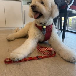 My dog My dog