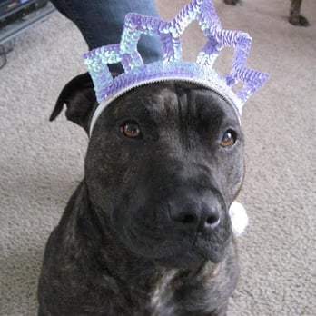 Animal Medical - Veterinarians Near Me - Vancouver, Washington Animal Medical - Veterinarians Near Me - Vancouver, Washington