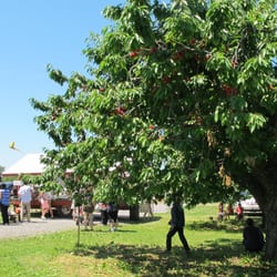 G and S Orchards - U-pick July 2014: Cherries