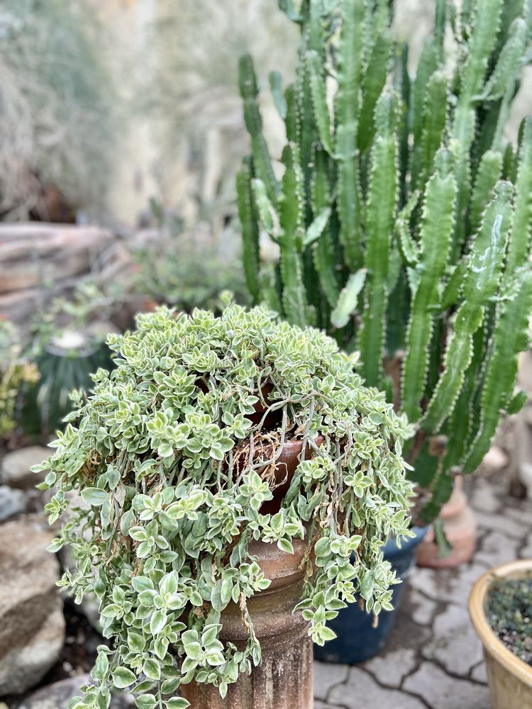 Foellinger-Freimann Botanical Conservatory