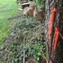 Photo of M H Tree Service
