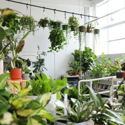 Canopi Plants