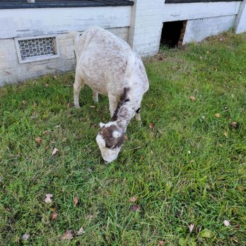 Elodie Farms - a sheep eating grass in front of a house - Cheese Shops Near Me - Rougemont, North Carolina