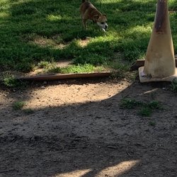 Carmichael Dog Park