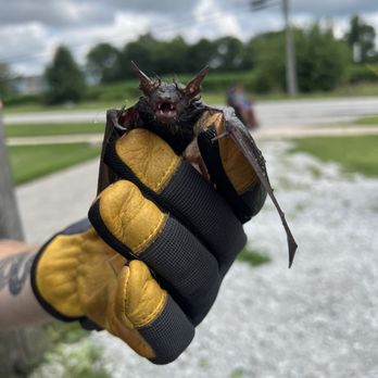 The Bug Authority - Bat - Pest Control Near Me - Fishers, Indiana