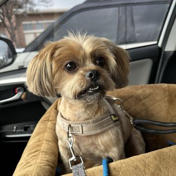 PetSmart - Chewbacca after - Pet Stores Near Me - Jacksonville, Florida
