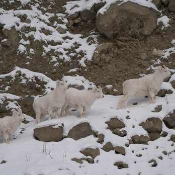 Caribou Creek Recreational Mining Area - the Ram left as soon as I got out of my car - Hiking Near Me - Sutton, Alaska